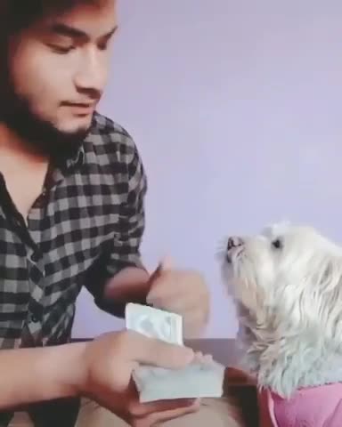 funny dog video marcel funny video