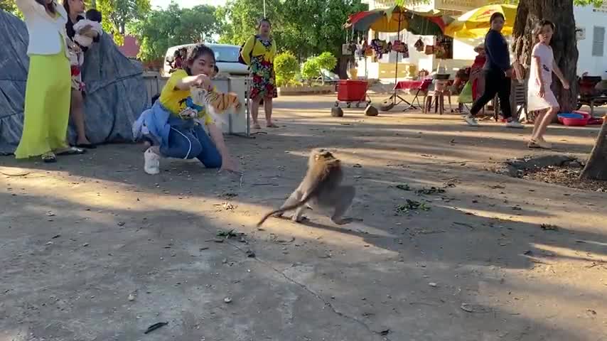 Fake Tiger Prank Monkey So Funny in 2020