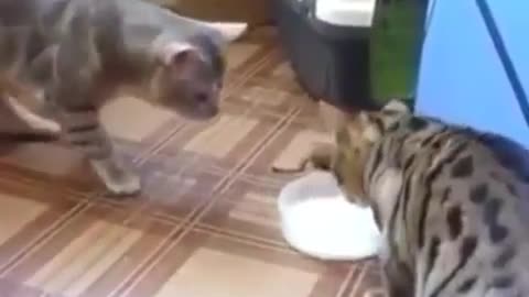 Cats fighting for milk