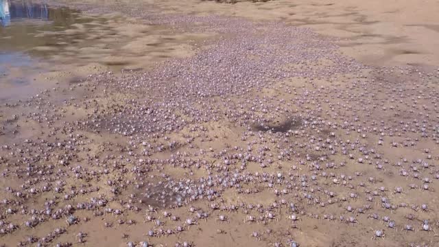 Thousands of Soldier Crabs March Across the Sand