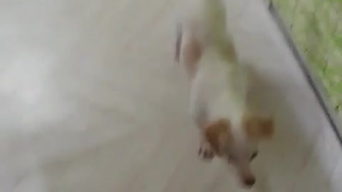 Anyone who knows why our dog is running like this