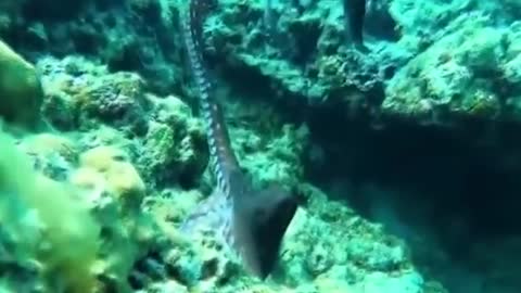 How to Catch octopos ?