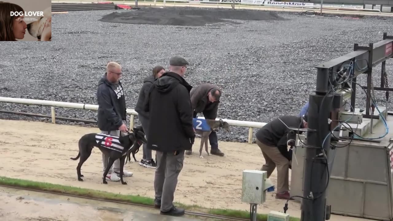 Dog racing - Race 480m 😱