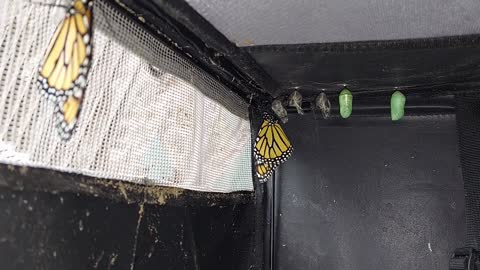 Monarch caterpillar house. a safe place for them to grow. 12