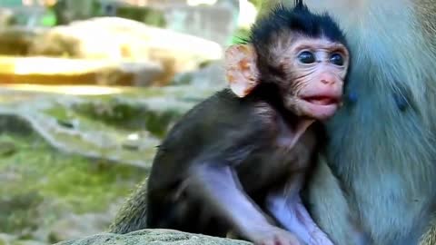 Kill Poor Baby Monkey, Dolly Attack Baby