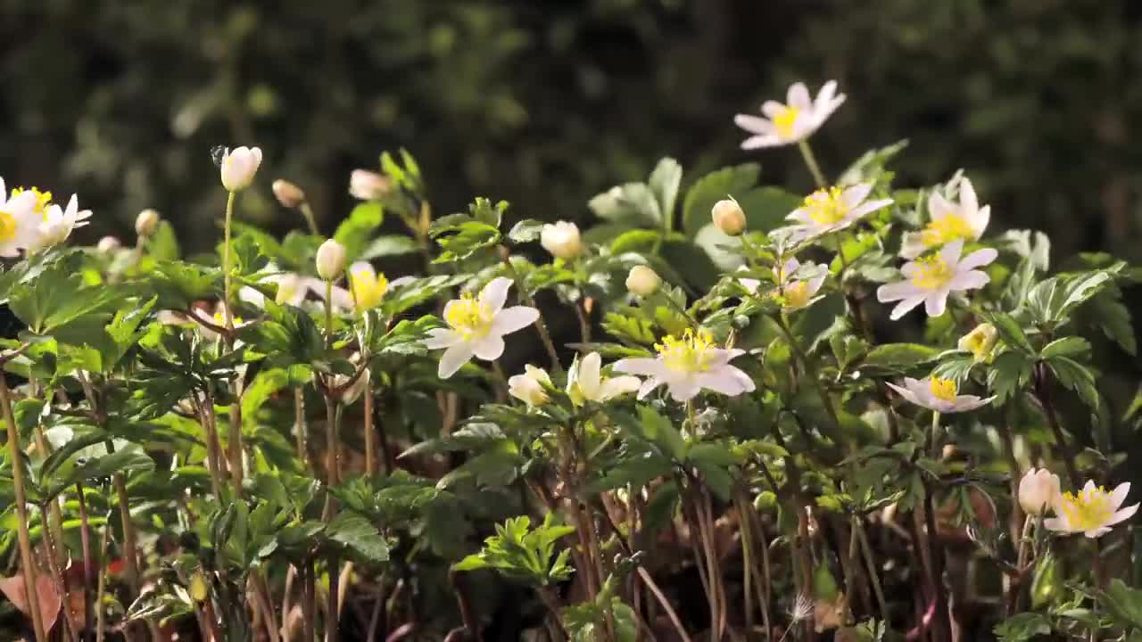 FLOWERS CAN DANCE Beautiful blooming flower time lapse video