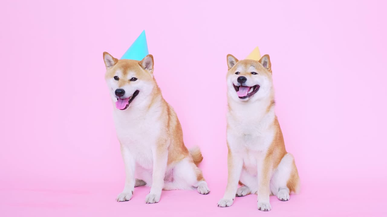The Shiba Inu