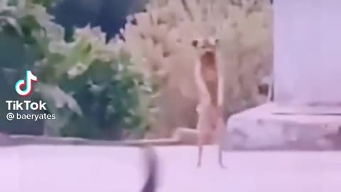 Dogs dance together