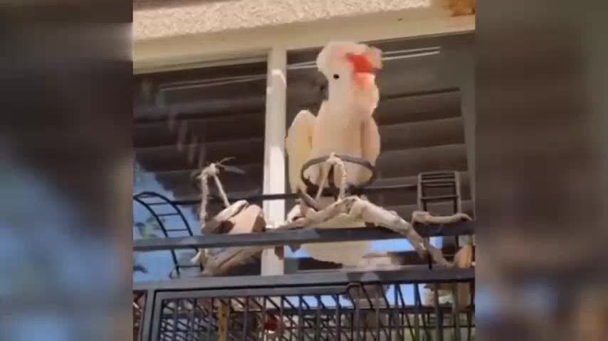 Funny parrot🐦