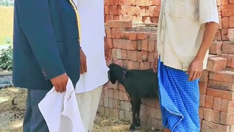 Funny video short