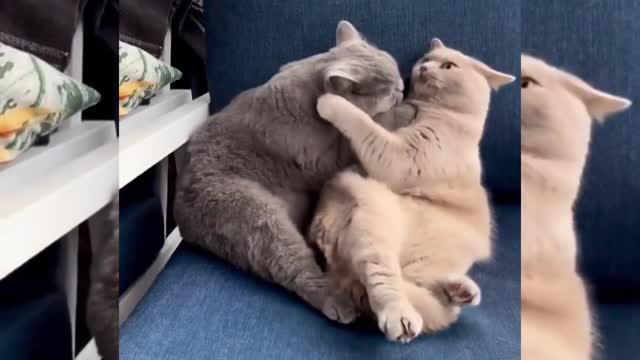 Awesome animal video Funny cat 🐈