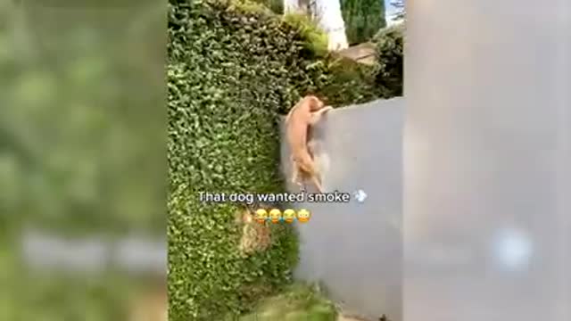 Funny animal videos