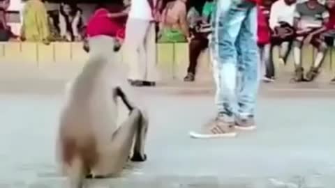 Super Funny Animal