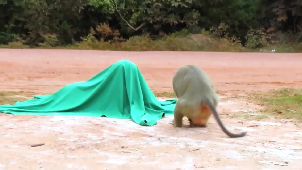 fake tiger pranks monkey so funny