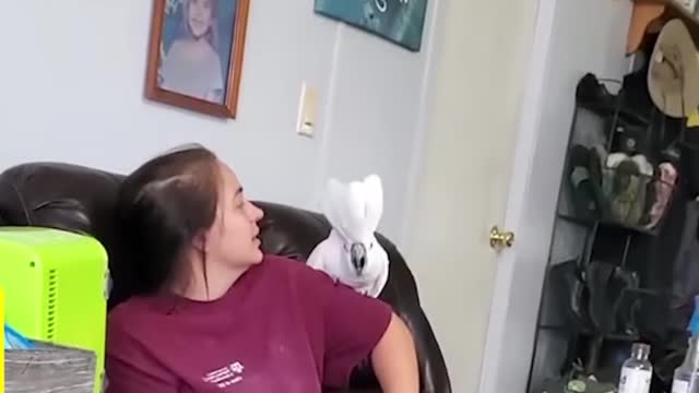 Funny Parrots Videos 😂
