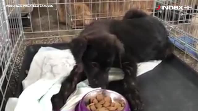 Preslatki kastrirani štenci traže dom