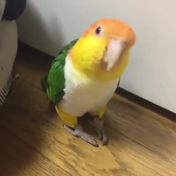 Little bird tap dances and makes one little "peep"