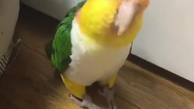 Little bird tap dances and makes one little "peep"