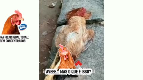 sleeping cock is lazy