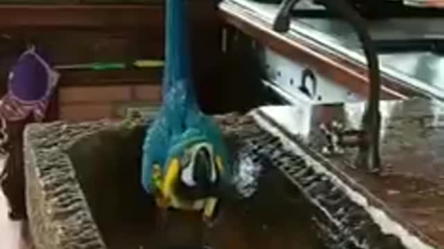 Watch this beautiful bird's intelligence