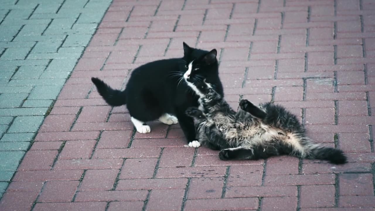 Playful Kittens: Adorable Feline Frolics!