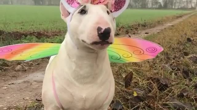 bullterrier#petchallenge#dogs#cane