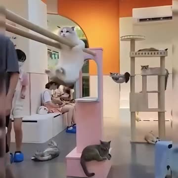 Funny Cat Video 📸 -New Funny 😂 😺 Cat Video.