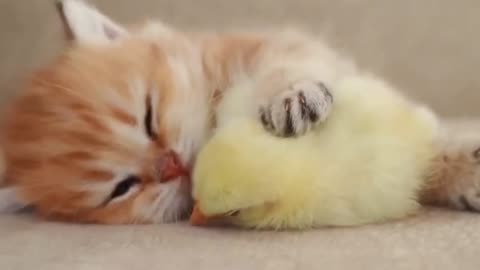 Video of a kitten's friendship with a beautiful chick