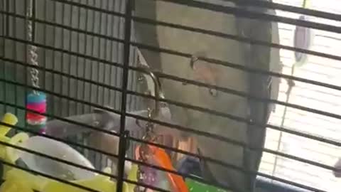 ARK OF GRACE: CHET THE COCKATIELS GOOD MORNING ROUTINE WITH AMANDA! FUNNY!