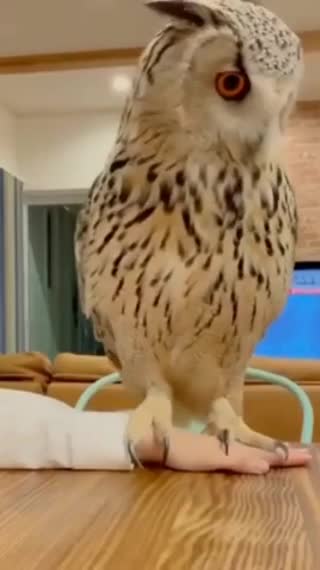 Best funny animal video