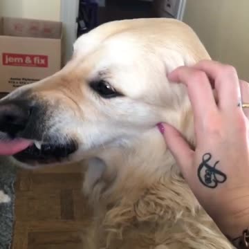 Silly Dog Makes A Ridiculous Face When Pet On The Cheeks