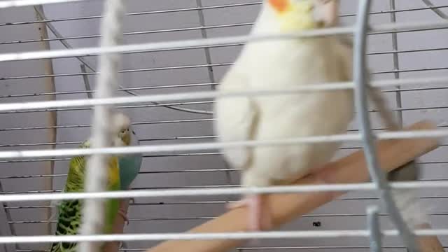Beautiful bird12
