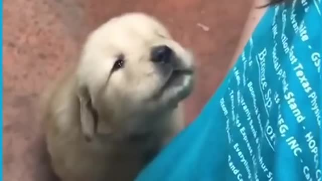 cute dog