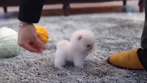 Mochi the cutest snowball