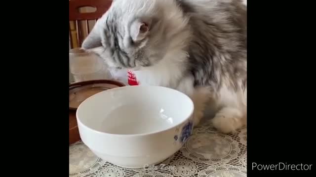 Funniest cats video 2022 #20