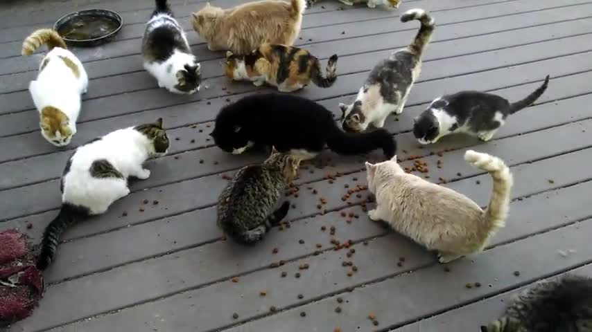 The herd still hungers too hungry cats