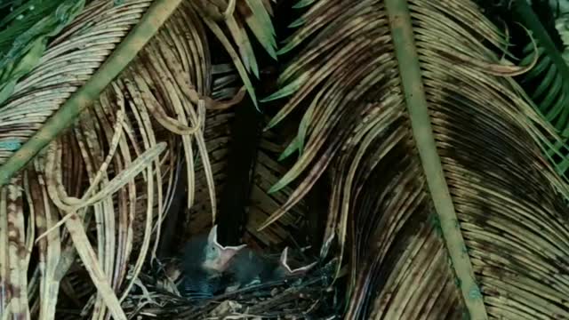 Bird's nest in Sagu leaves.