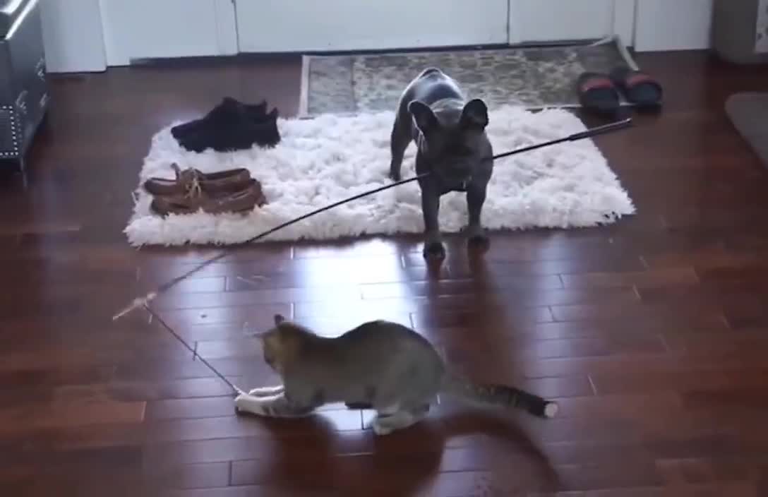 Buster...go keep the cat entertained for 10 minutes...good boy. 😂😸🐶