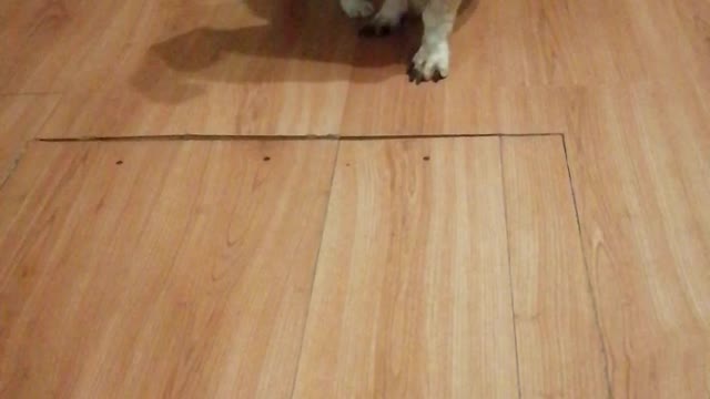 My dogs play
