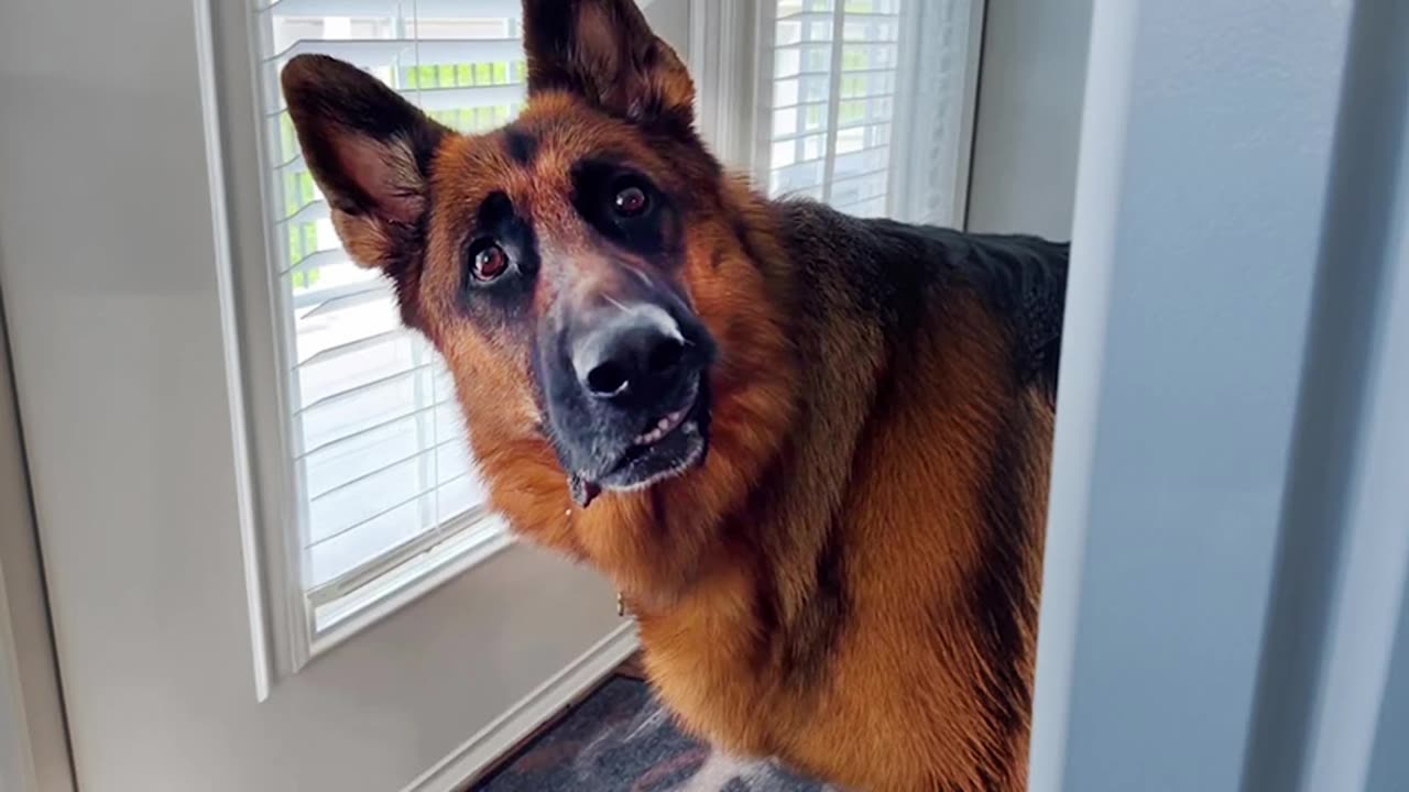 Why German Shepherds are the FUNNIEST DOGS 🐶