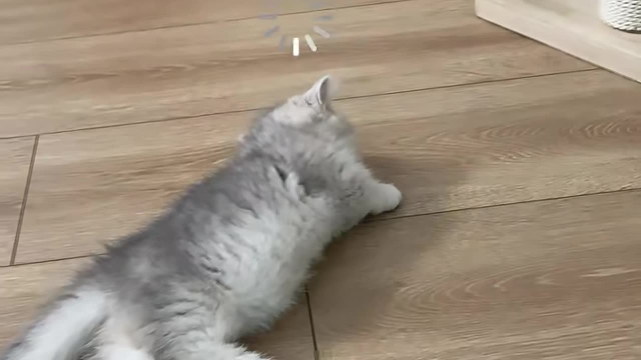 Baby cat playing and sleeping 😴🥱 at 1 time 😃😄😃😀#cat video #funny pets #funny animal #short # viral f