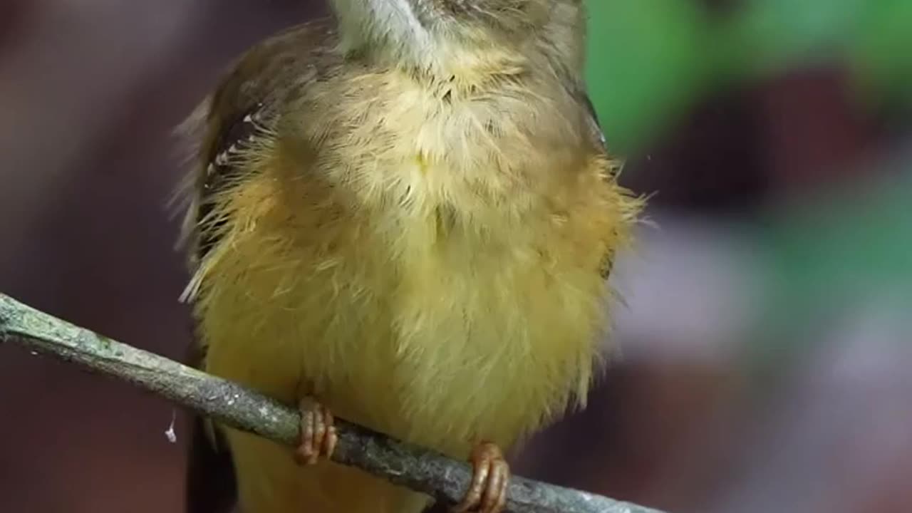 Prettiest Bird