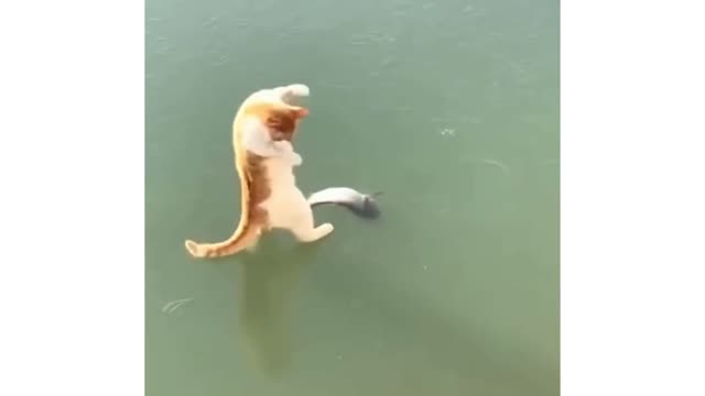 A cat trying to catch an unreal fish