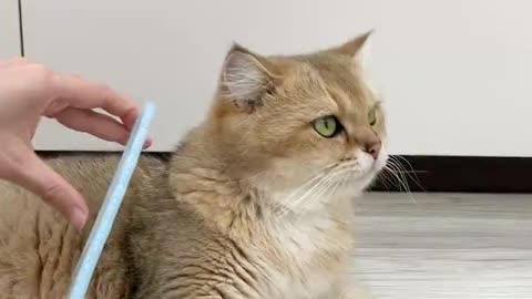 Cats vs Comb 😂 #catvideos #cutecats #funnycats #shorts