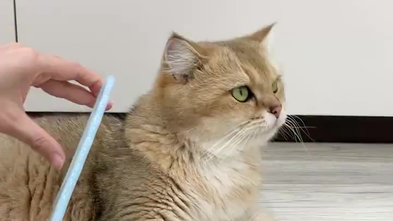 Cats vs Comb 😂 #catvideos #cutecats #funnycats #shorts