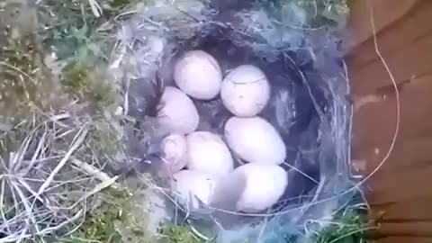Time Lapse: Blue Jay Builds a Nest