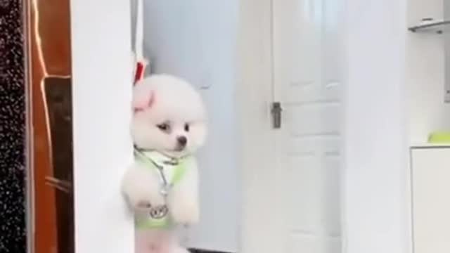Cute and funny animals moments