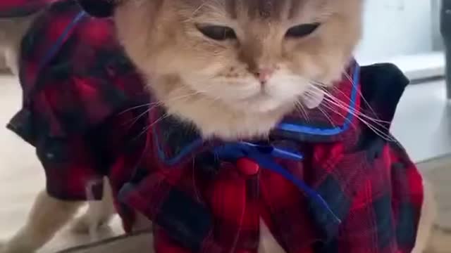 Lovable 💞 kittens funny videos 😻 Best funny cat videos #shorts
