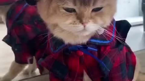 Lovable 💞 kittens funny videos 😻 Best funny cat videos #shorts