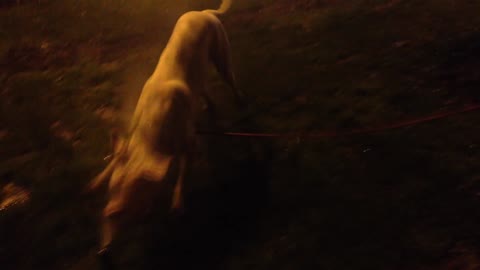 Dog play with automatic watering system
